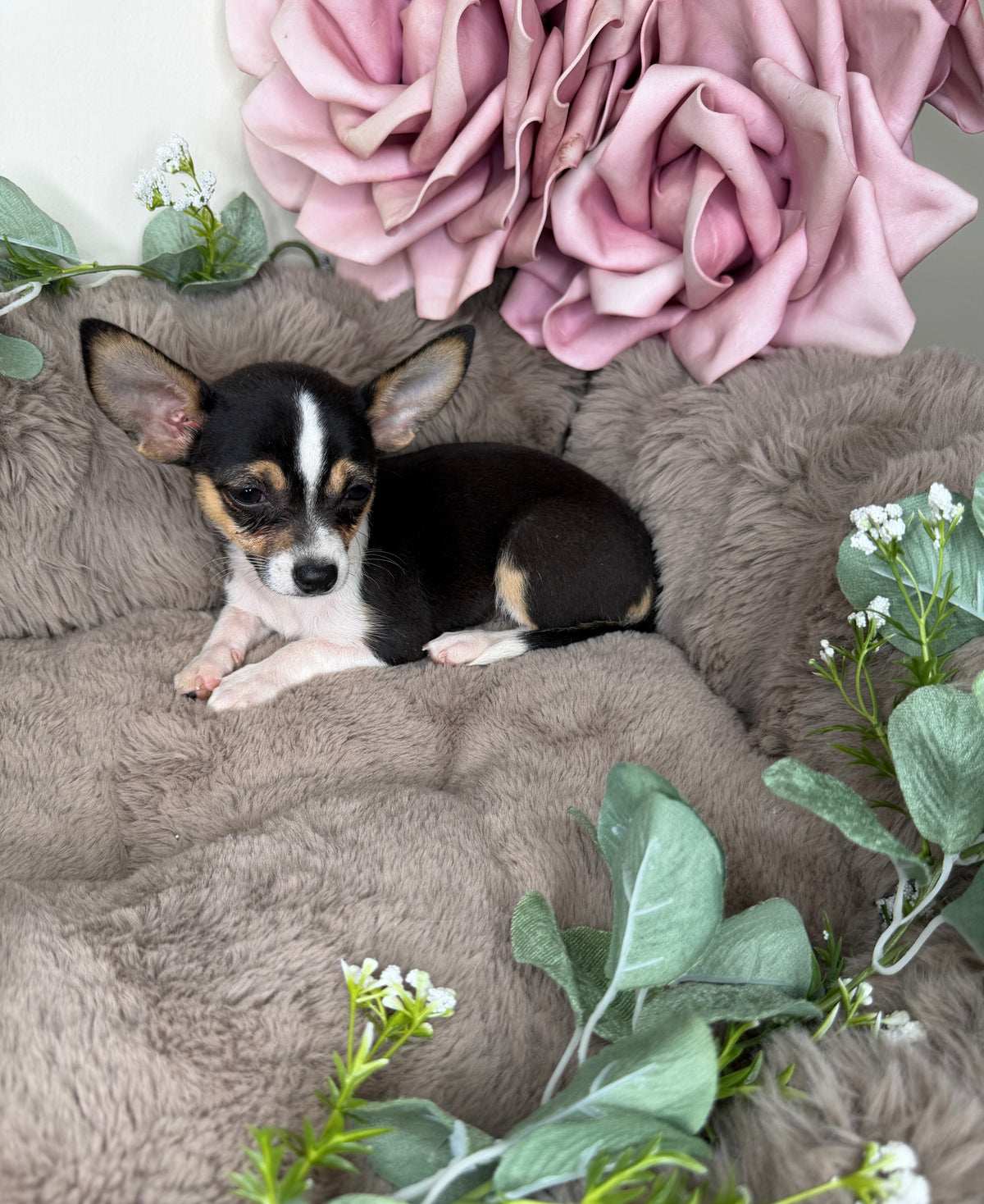 Gigi π©· Chihuahua