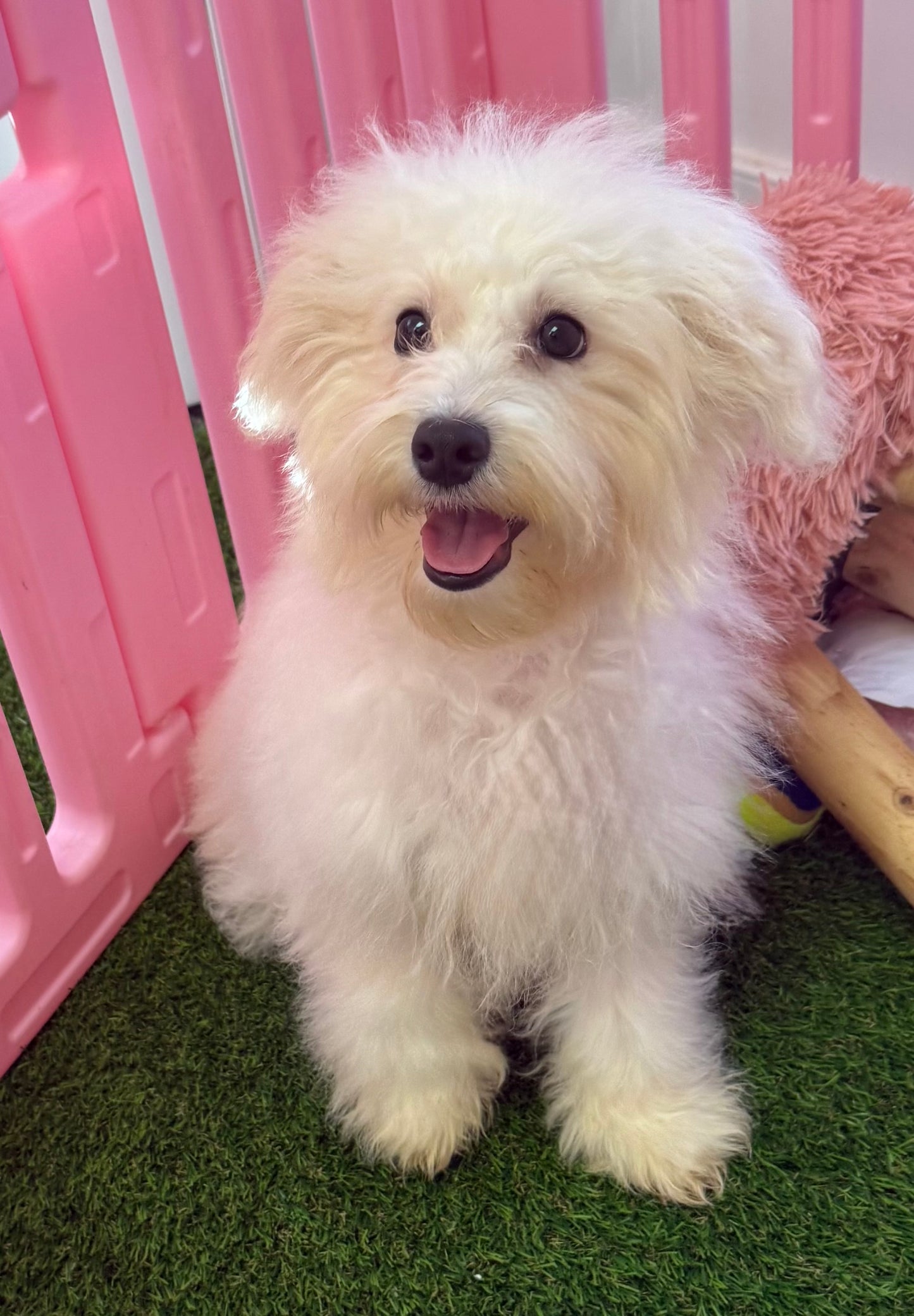 “Teddy” - Male Teddy Bear Puppy