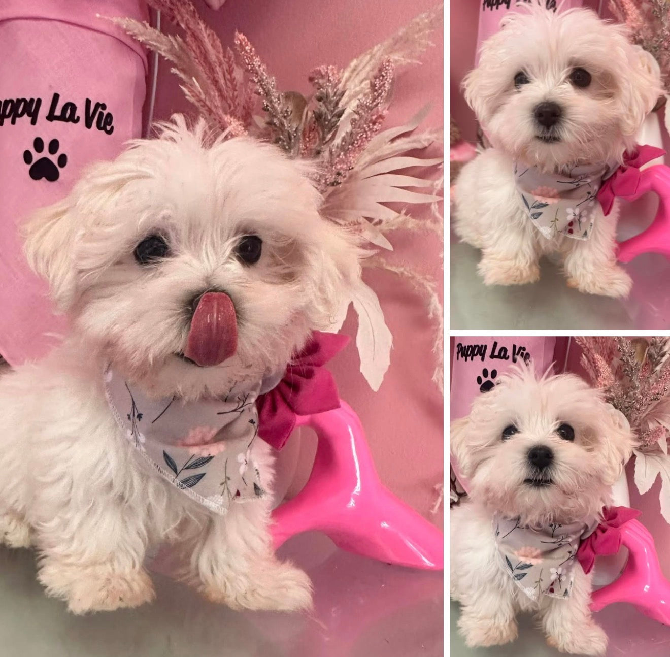 Maltese Puppy | Special Order 🤍