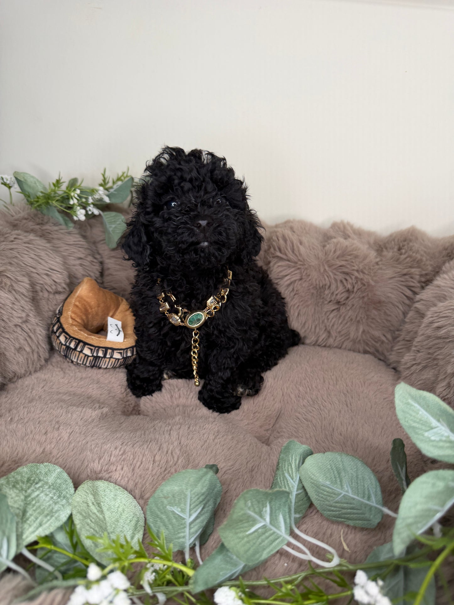 Diva 🖤 | Female Toy Poodle