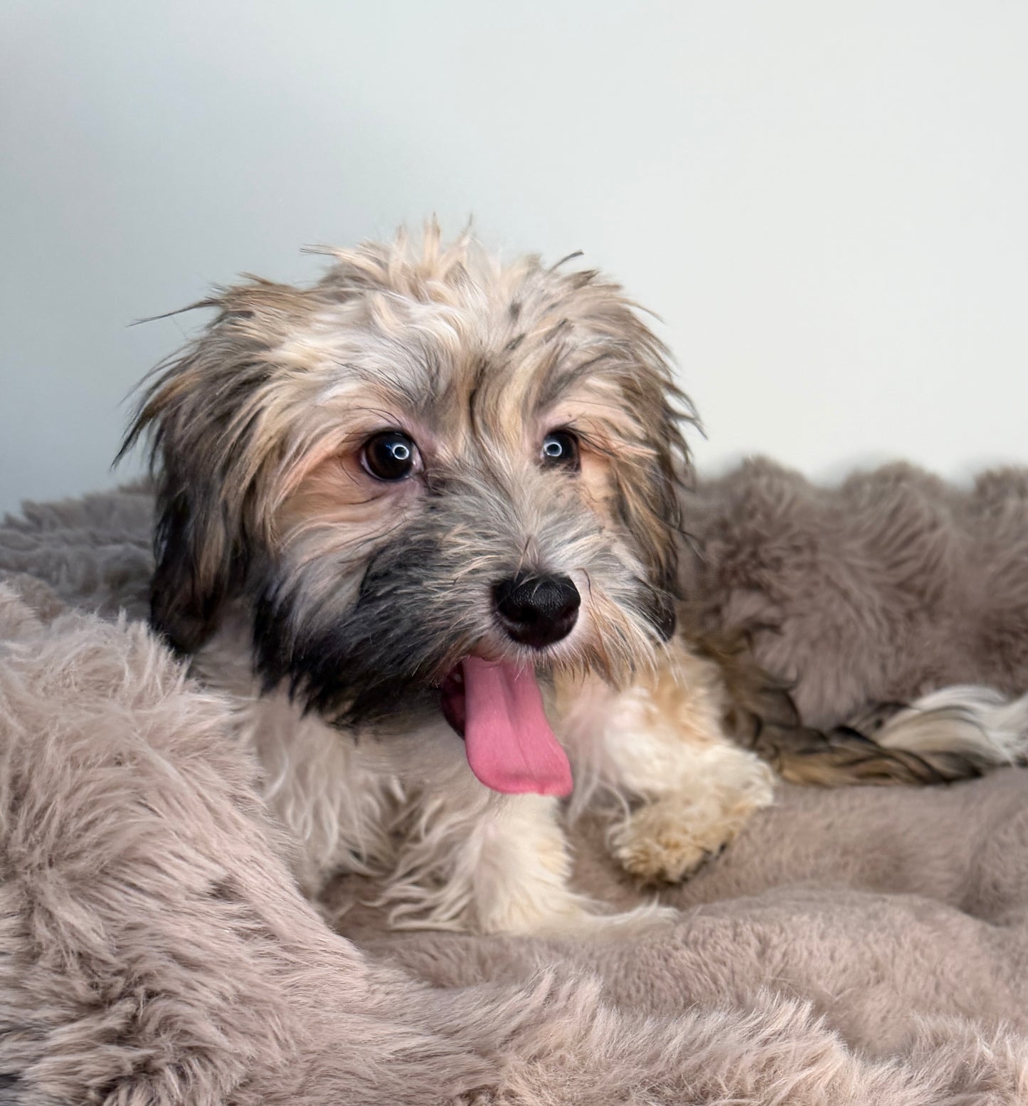 Paris 🎀 | Female Havanese Puppy