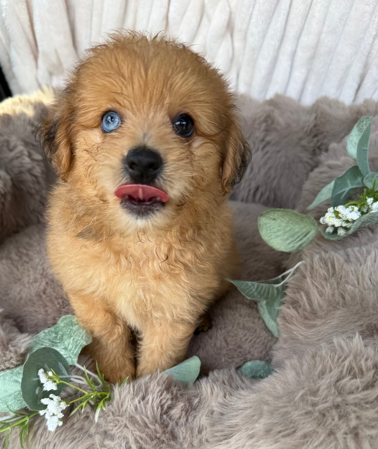 Xena π | Female PomaPoo Puppy