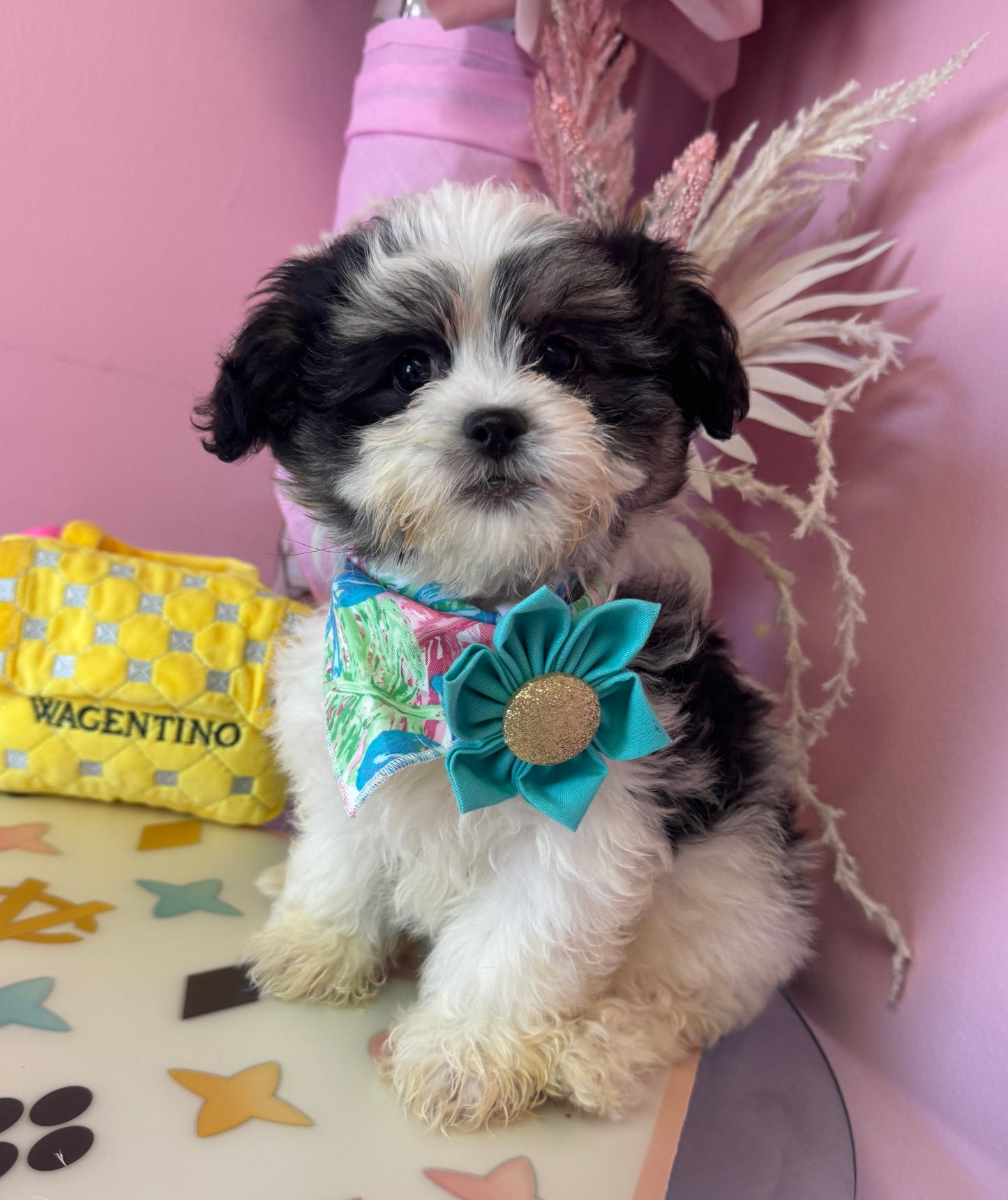 "Rosie" - Female Teddy Bear Puppy