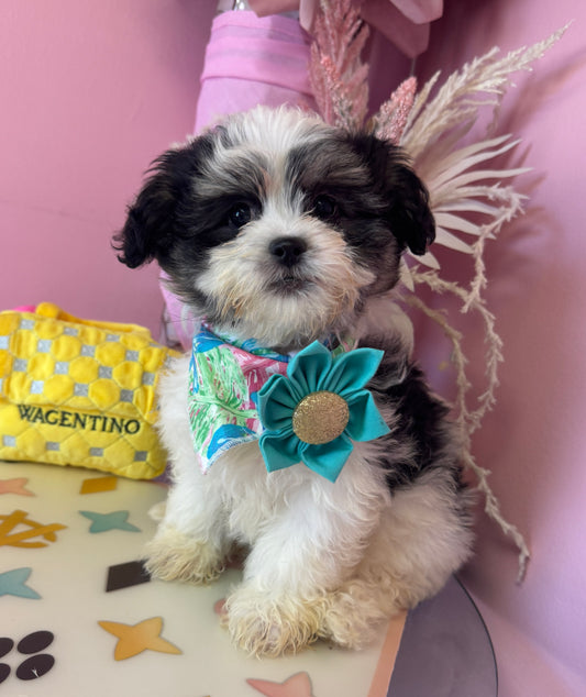 "Rosie" - Female Teddy Bear Puppy