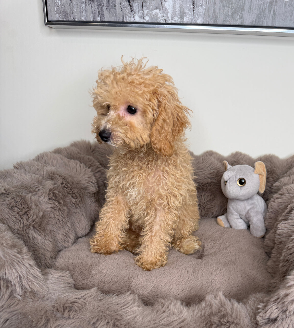 Meet Biscuit! 🥰 Toy Cavapoo