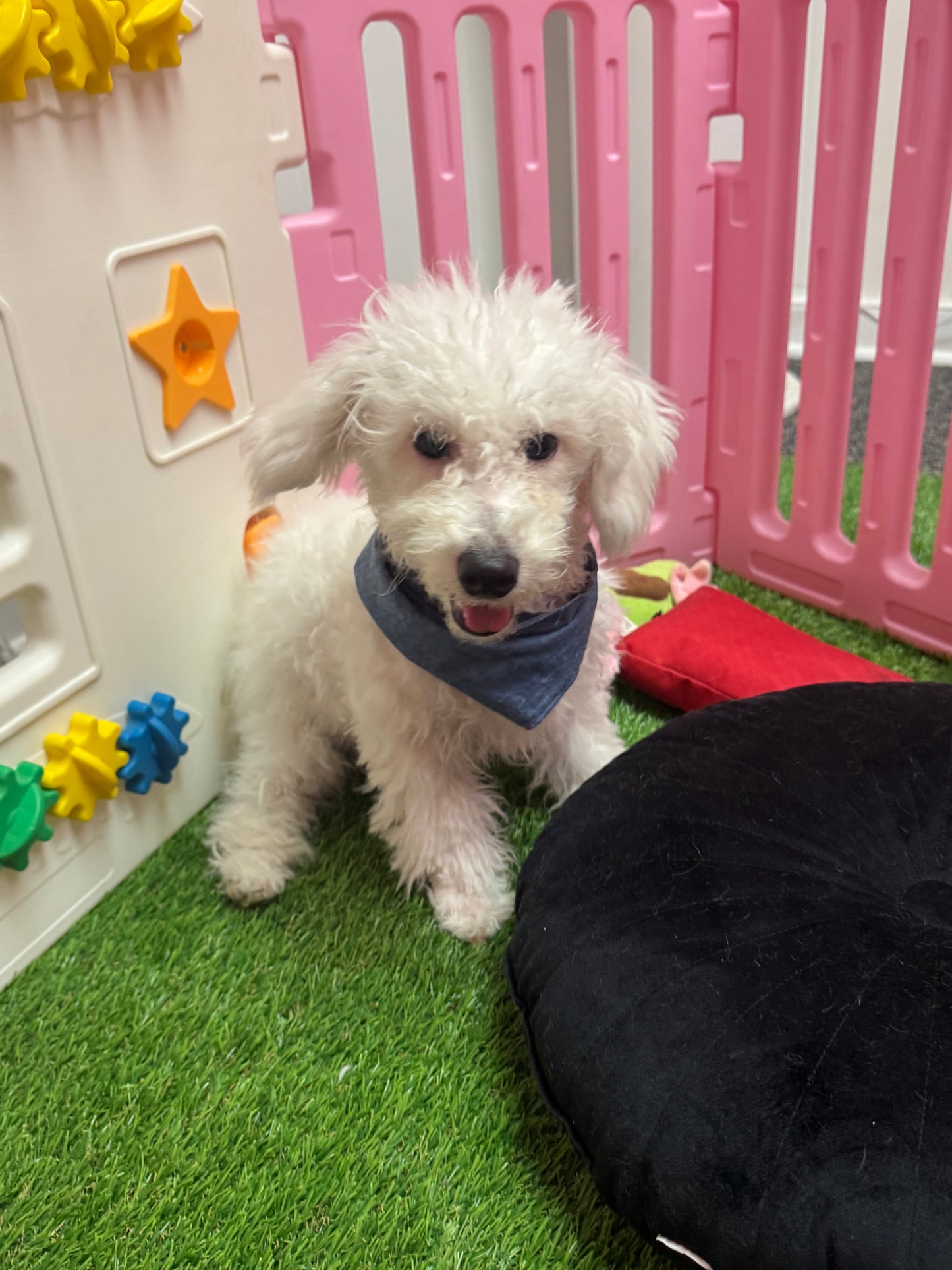 “Charlie” -  Male Bichon Frise Puppy