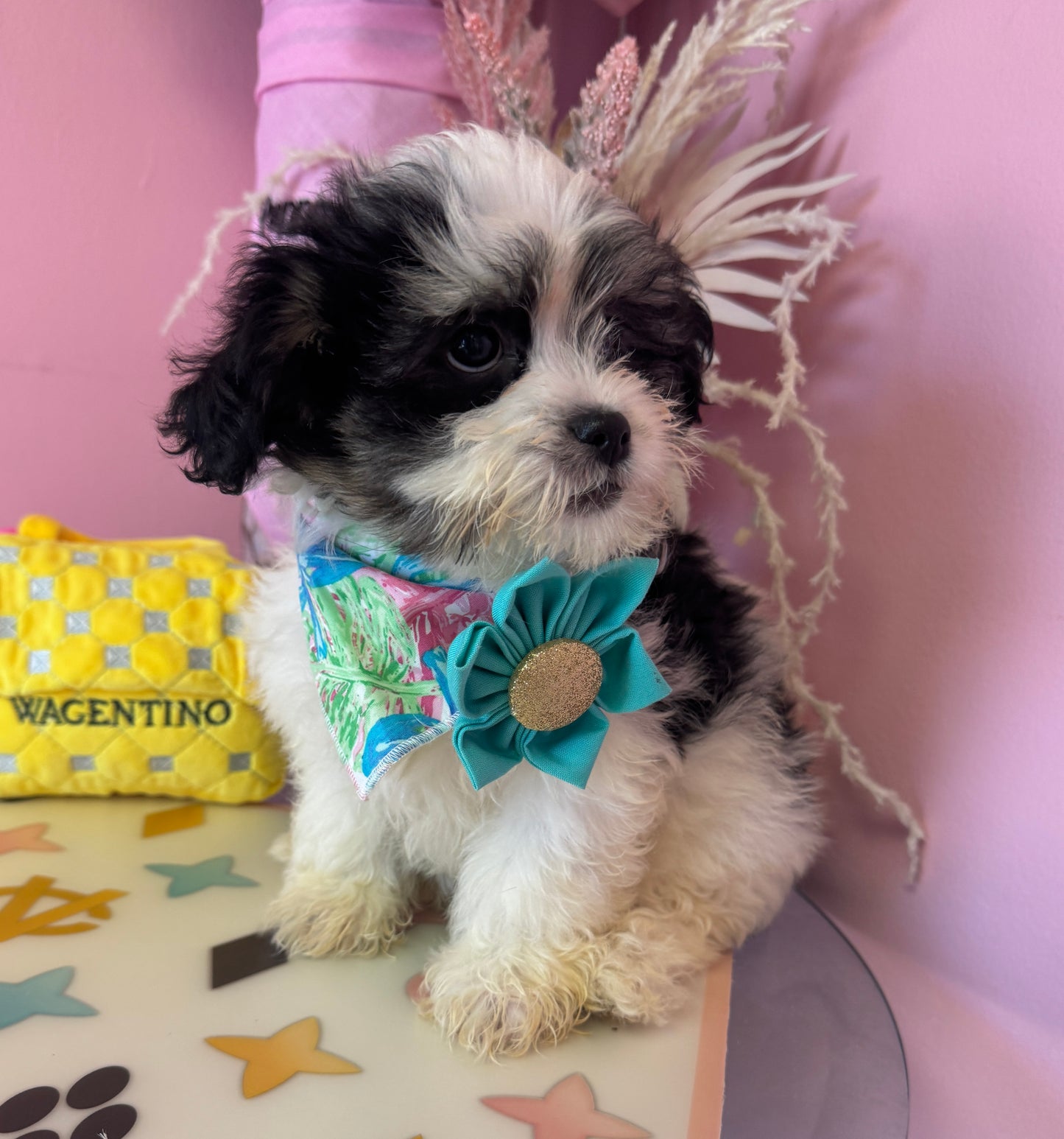 "Rosie" - Female Teddy Bear Puppy