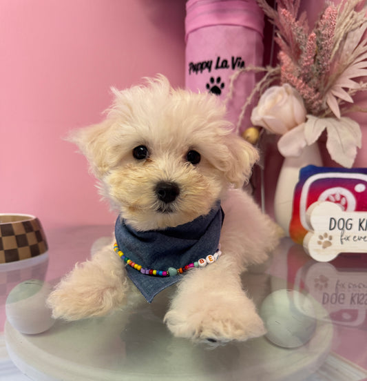 “Teddy” - Male Teddy Bear Puppy