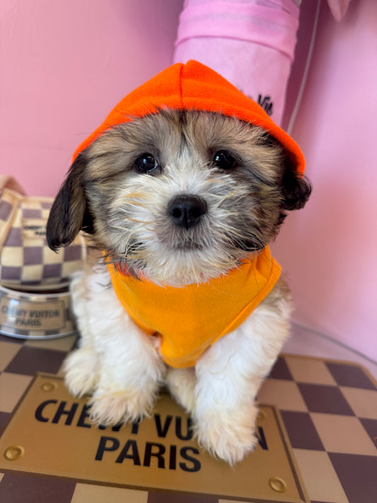 "Champ" - Male Teddy Bear Puppy