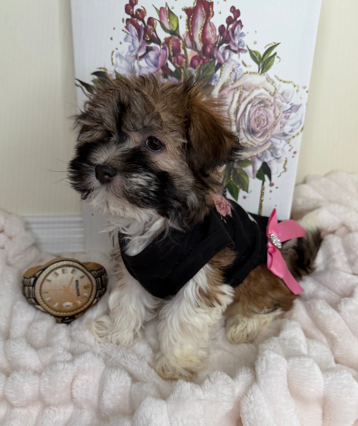 Paris Monroe✨ Female Havanese