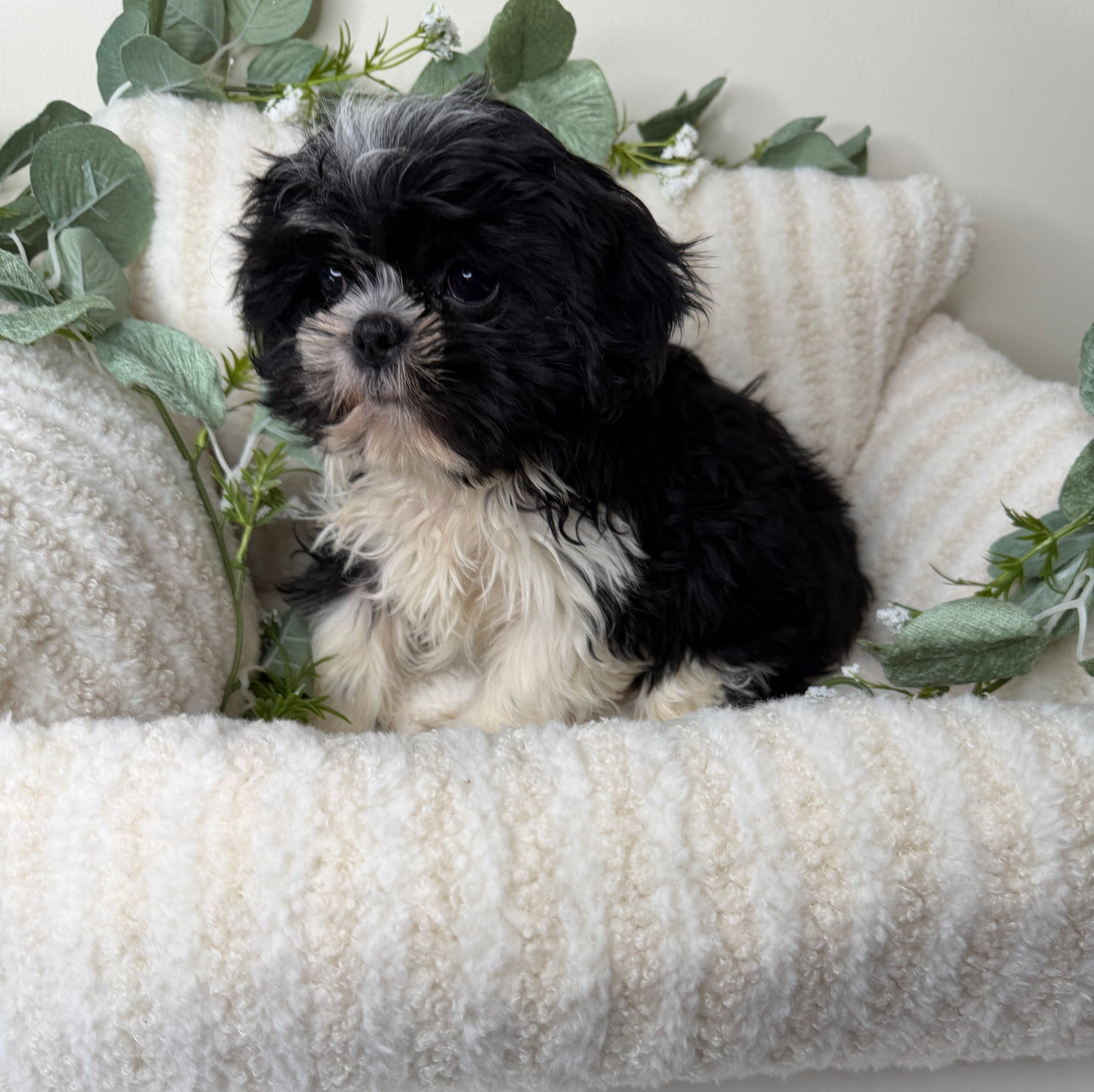 Tiny ๐ | Female Teddy Bear Puppy