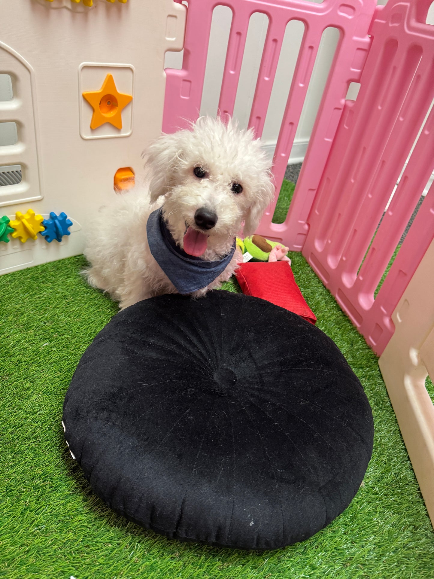 “Charlie” -  Male Bichon Frise Puppy