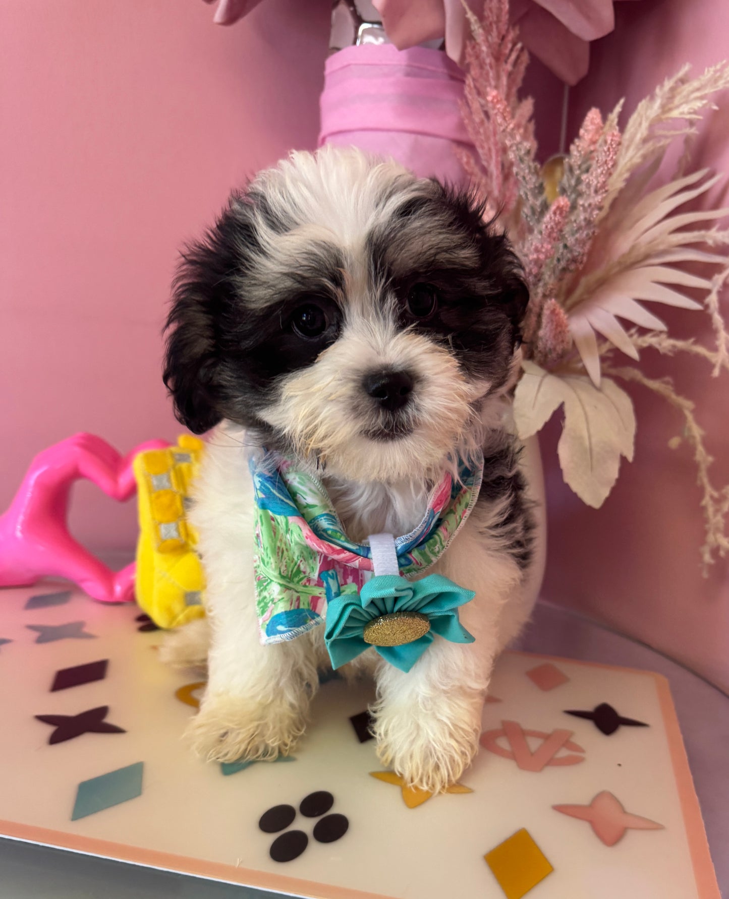 "Rosie" - Female Teddy Bear Puppy