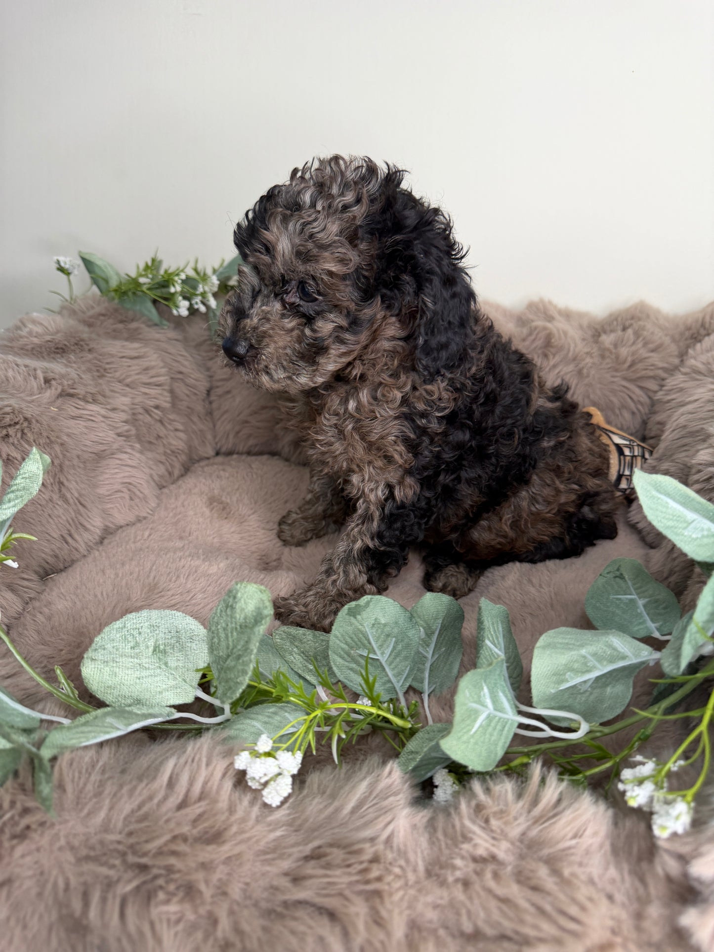 Apollo π | Male Blue Merle Toy Poodle