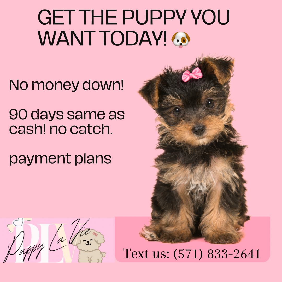 Yorkshire Terrier (Yorkie) | Special Order