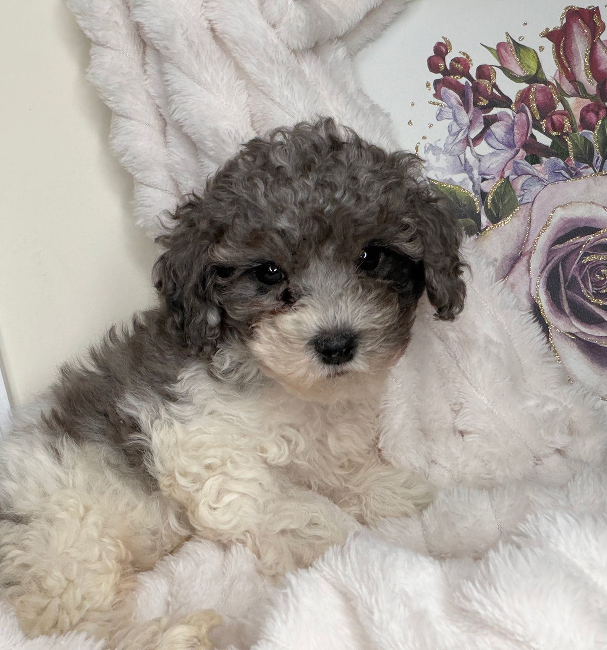 Hugo 💙 | Male Toy Poodle Puppy