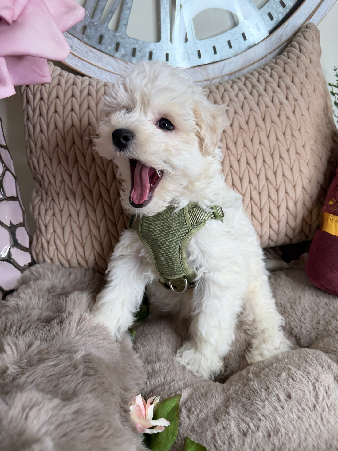Why Choose Puppy La Vie🐶🤍