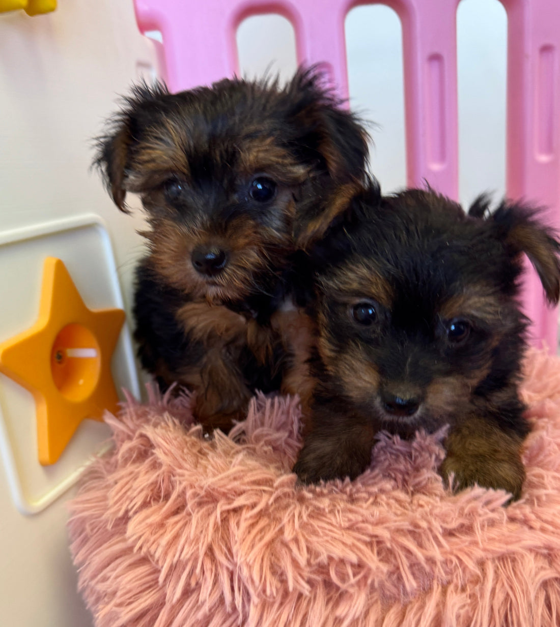 Do you love Yorkie puppies??!!!! 🐶