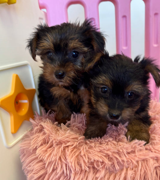 Do you love Yorkie puppies??!!!! 🐶