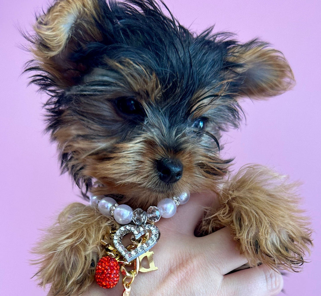 Toy Breed Puppy Care Guide: Everything You Need to Know Before Bringing Your Puppy Home