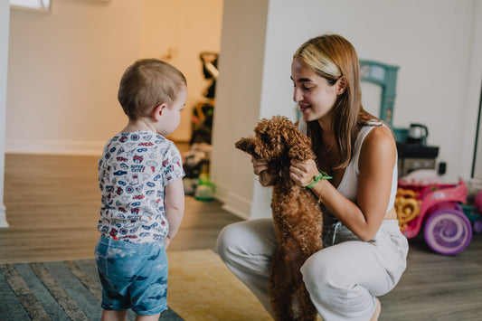 Toy Puppies in Virginia: Find the Perfect Small Companion!