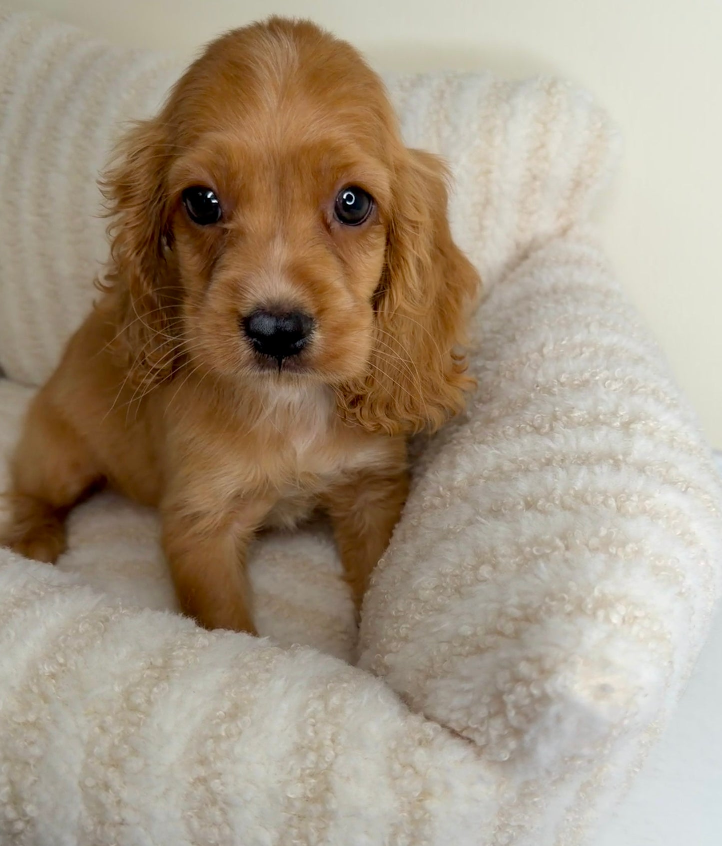 Meet Winnie 🧸🤎 Male Cocker Spaniel