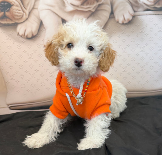 “Bella Mae” Toy Poodle • Female✨