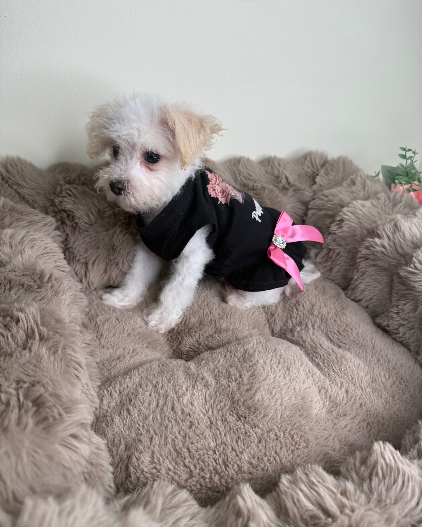 Daisy 🌼 | Female Morkie
