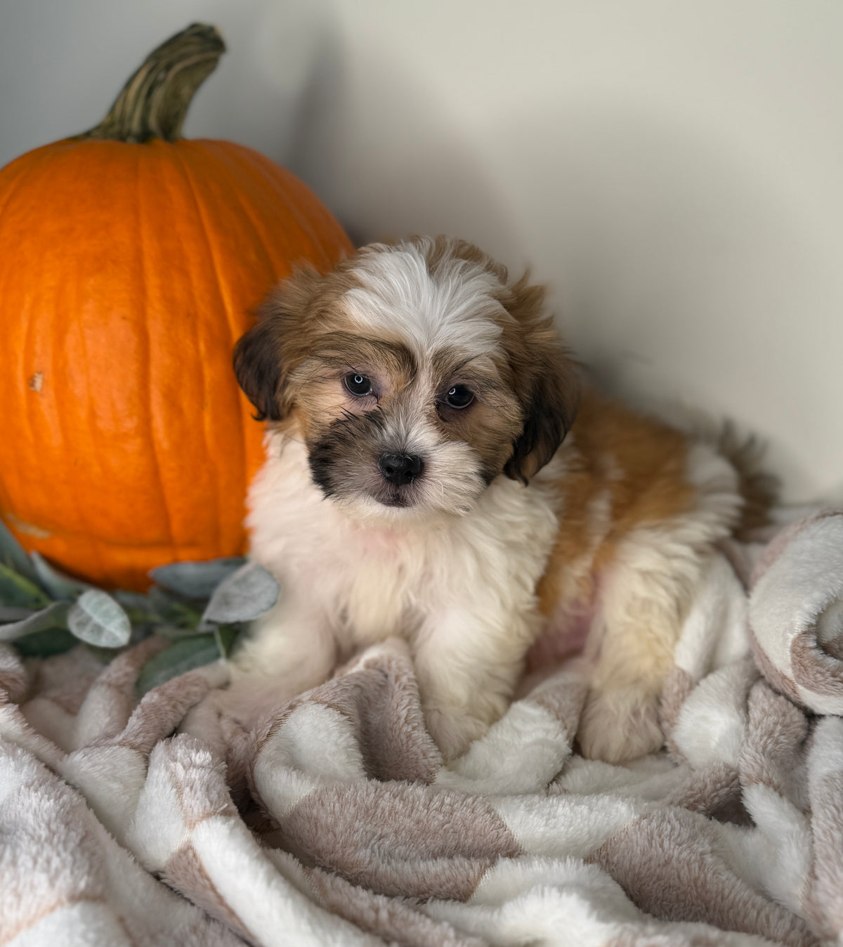 Winston: Maltipoo
