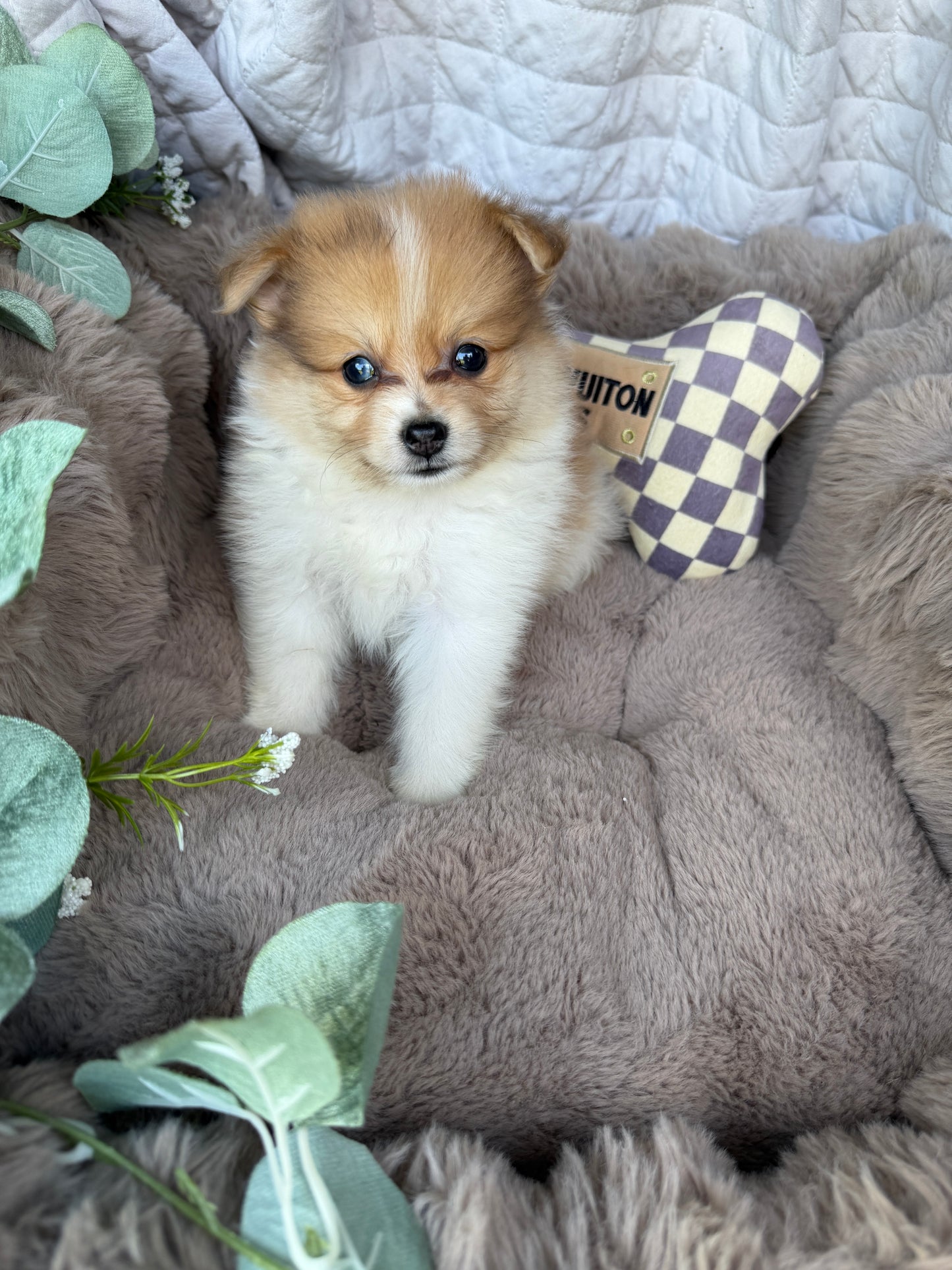Millie Mae 🩷 | Female Toy Pomeranian