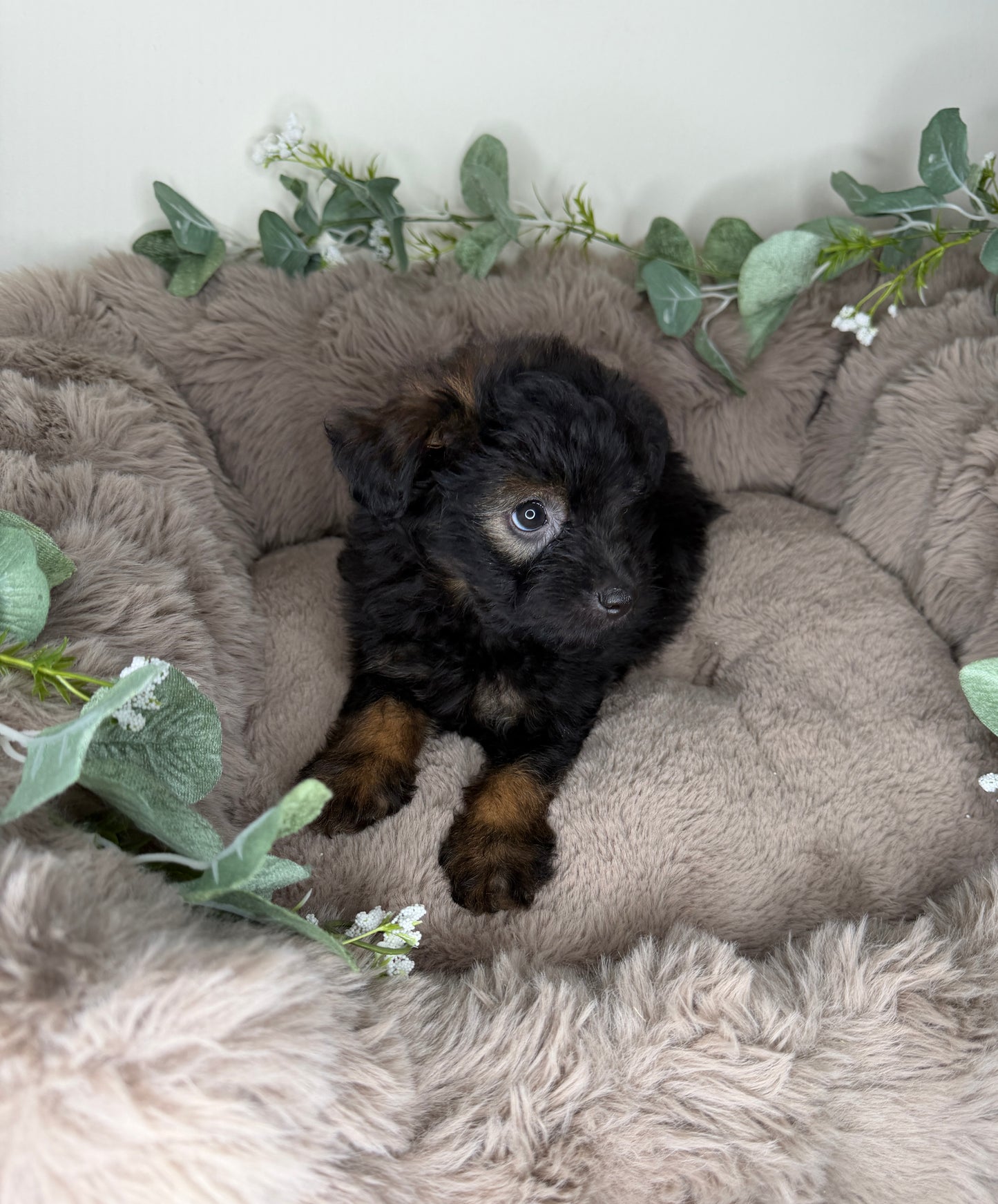 Versace ✨ | Male PomaPoo Puppy