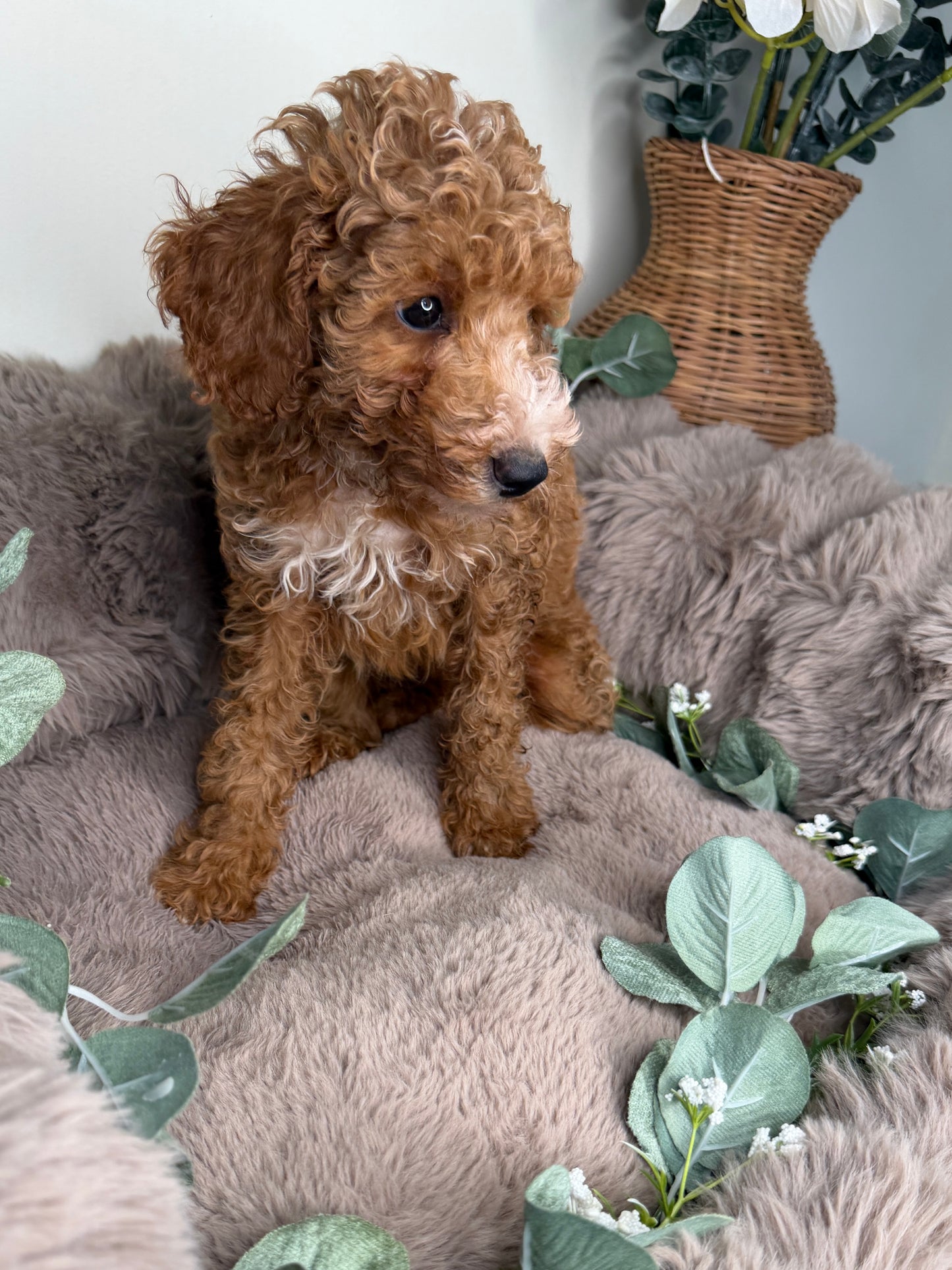 Delilah 🌸 | Female Cockapoo Puppy