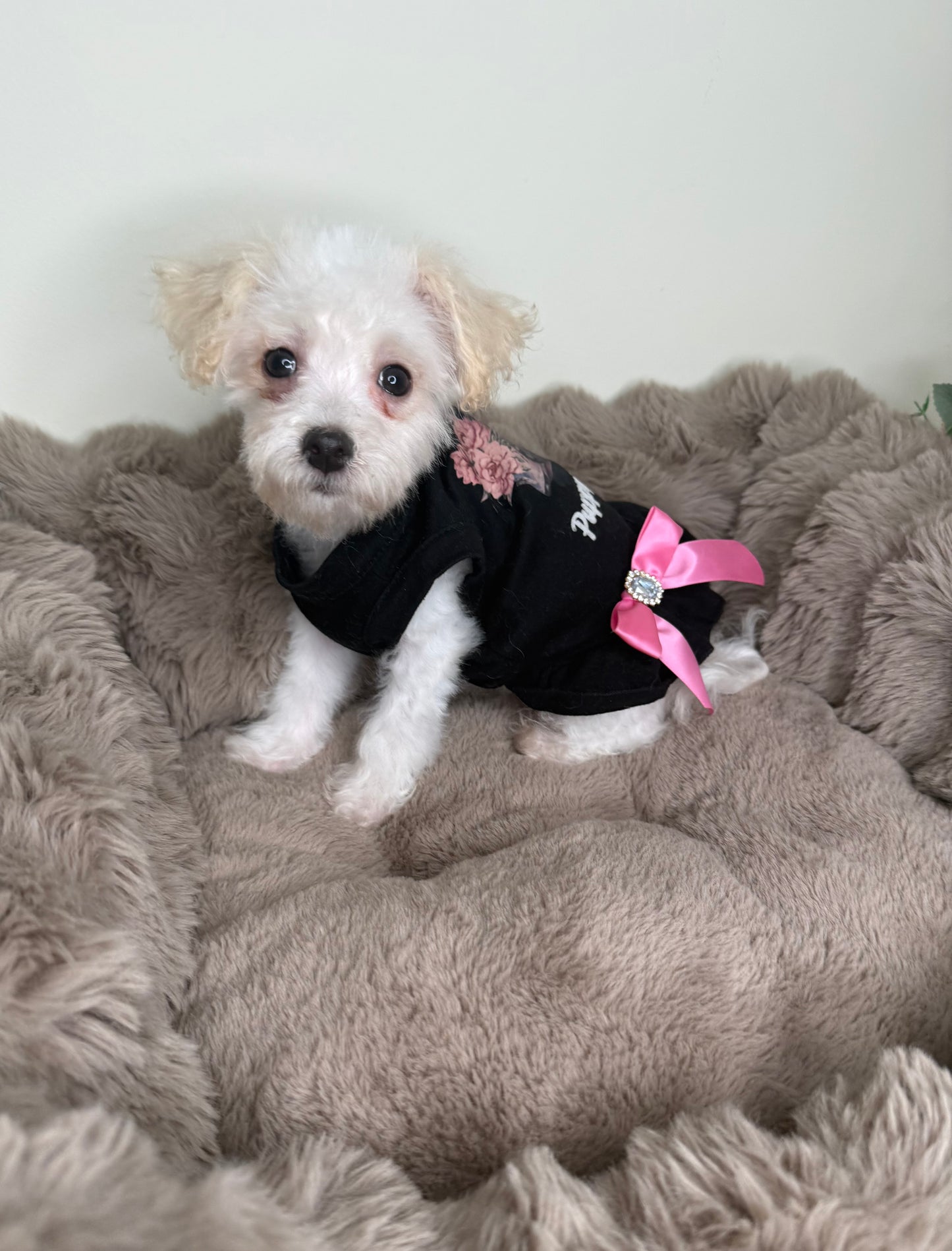 Daisy 🌼 | Female Morkie