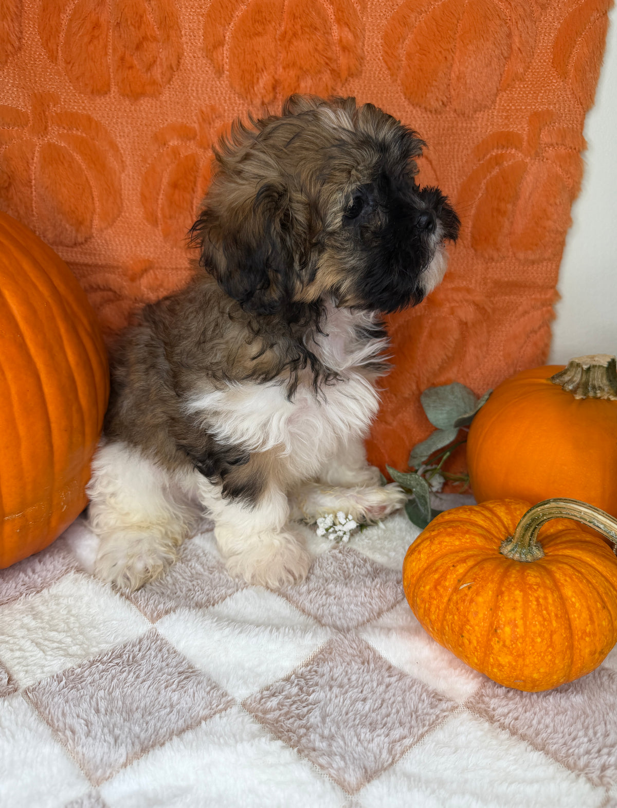 Bentley: Teddy Bear