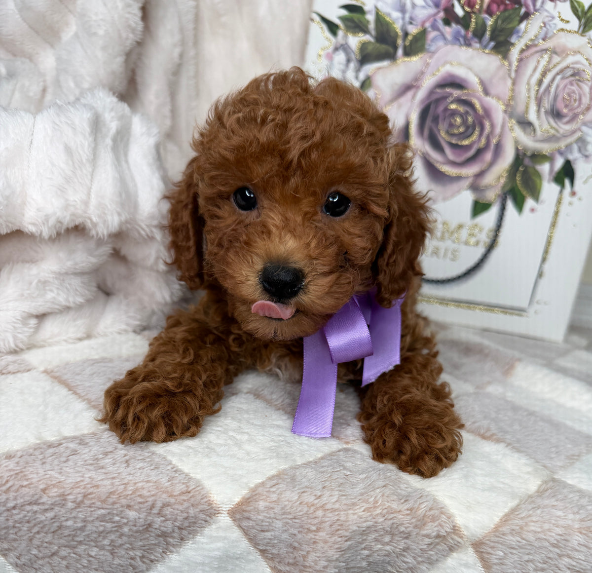 Muffin 🎀 | Female Toy Goldendoodle Puppy