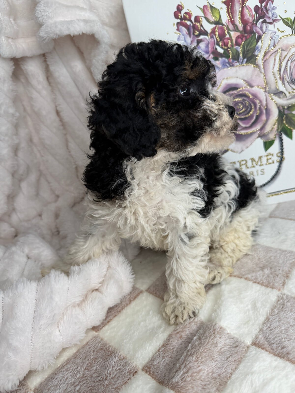 Snickers 🧸 | Male Toy Poodle Puppy
