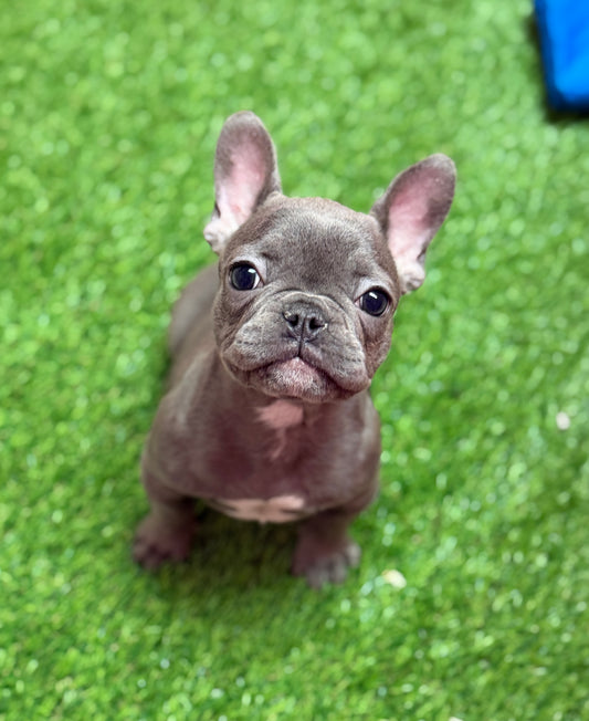 “Frankie” ACA French Bulldog