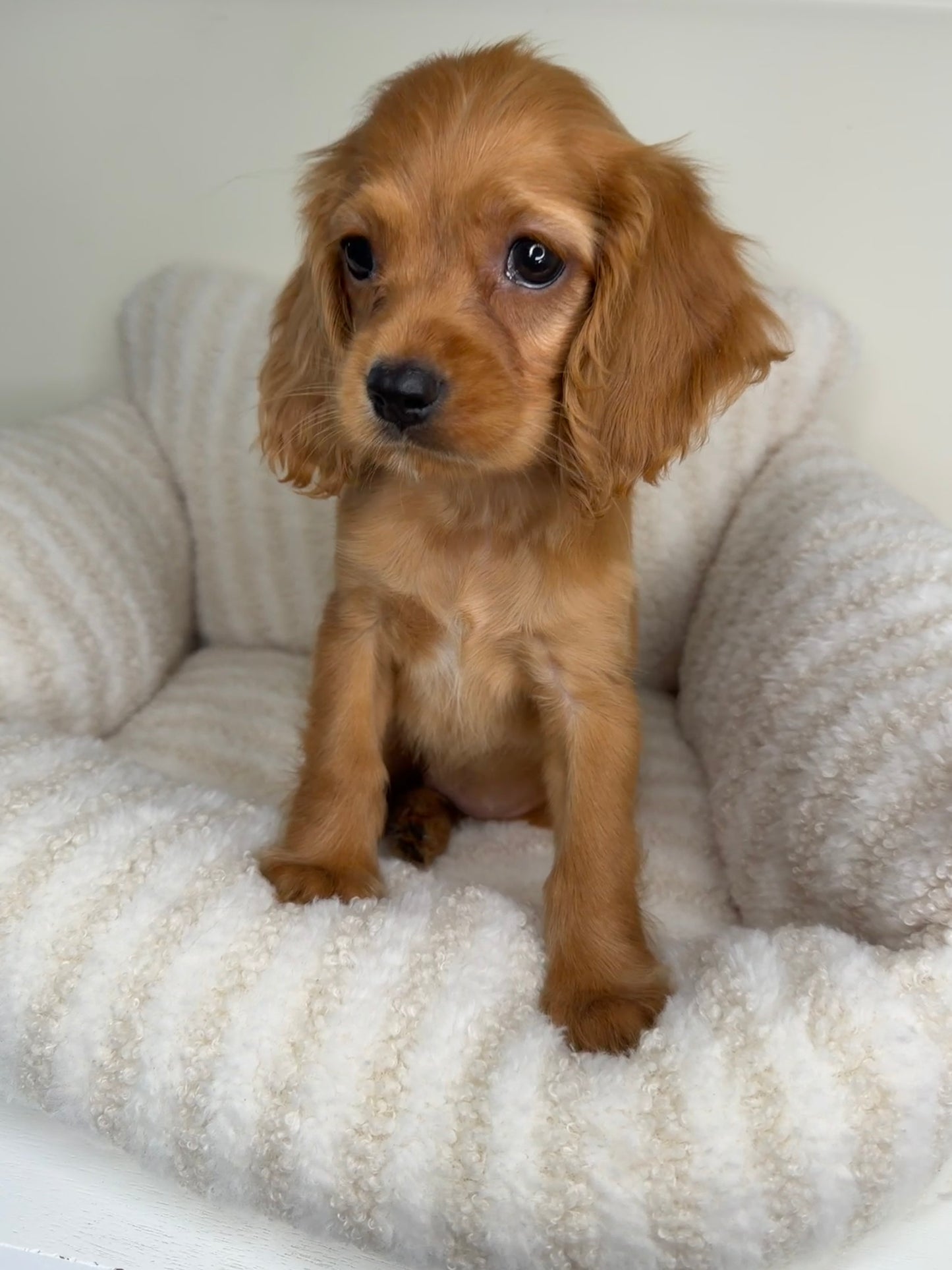 Meet Honey 🍯🤎 Female Cocker Spaniel