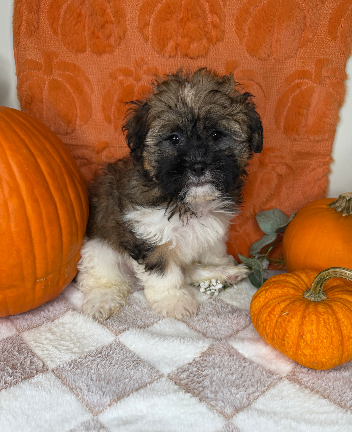 Bentley: Teddy Bear