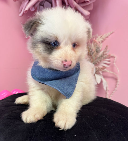 “Kingston” Pomsky