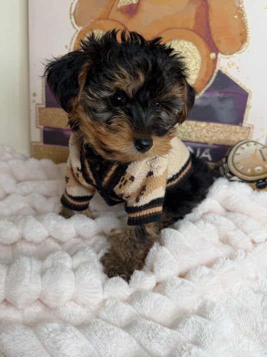 Kensington ✨Male Yorkiepoo
