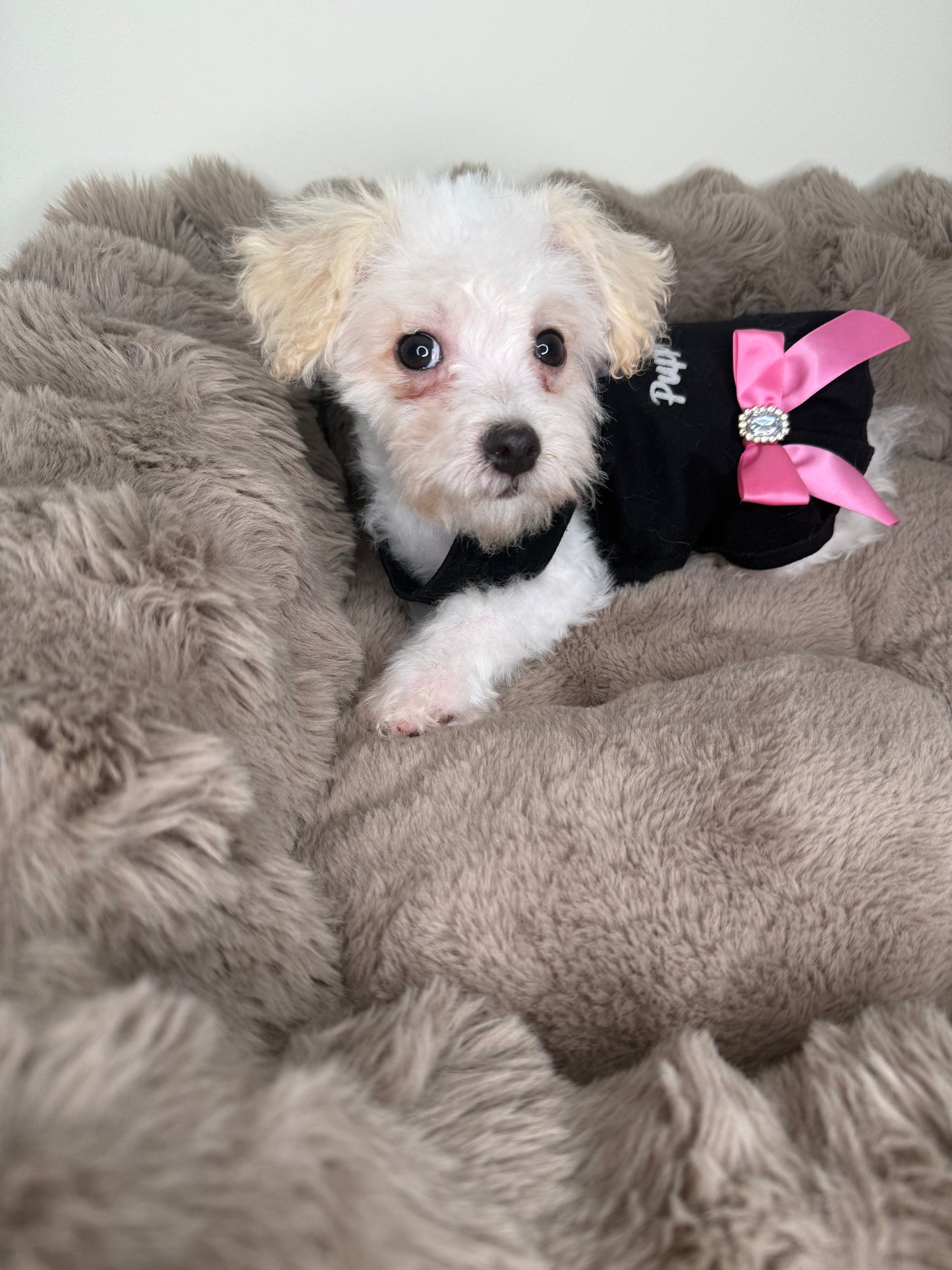 Daisy 🌼 | Female Morkie