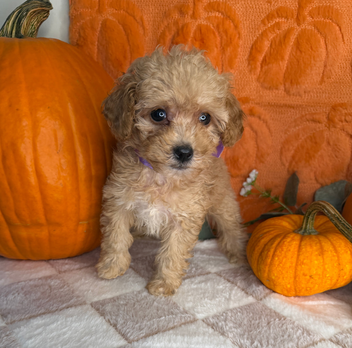 Peaches: Apricot Toy Poodle
