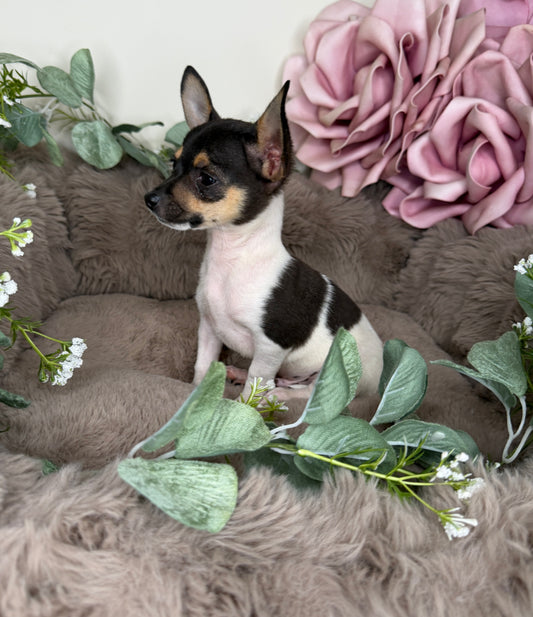Saint 🤍 Chihuahua