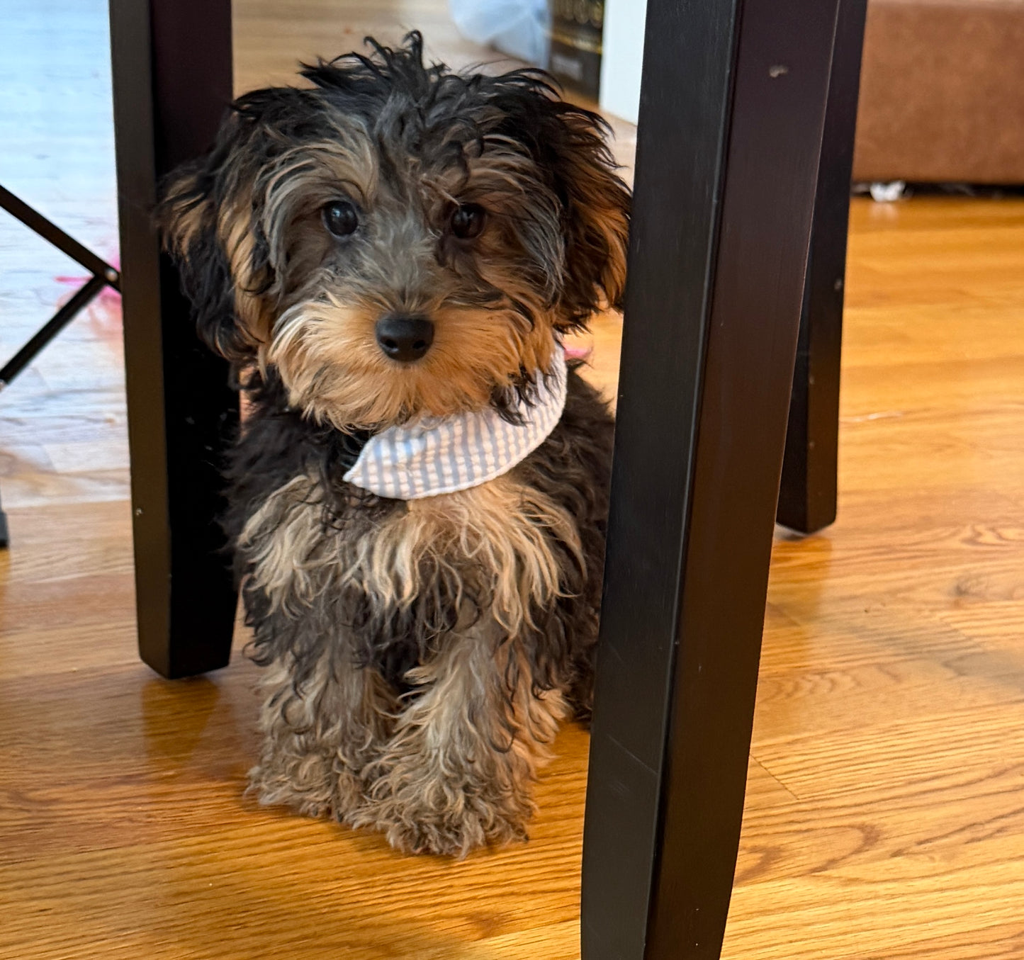 Kensington 💙 | Male Yorkie Poo Puppy