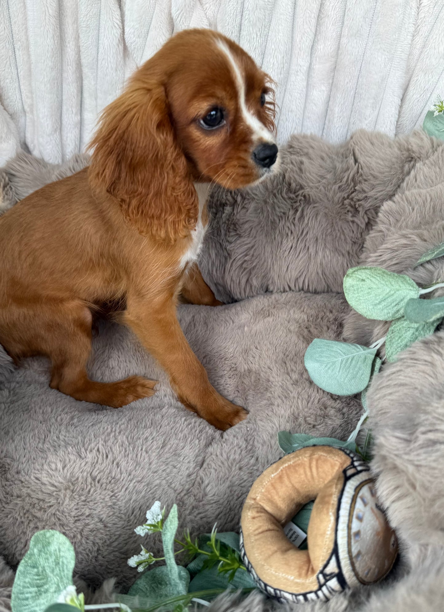 Ruby ❤️ | Female Cavalier King Charles Spaniel