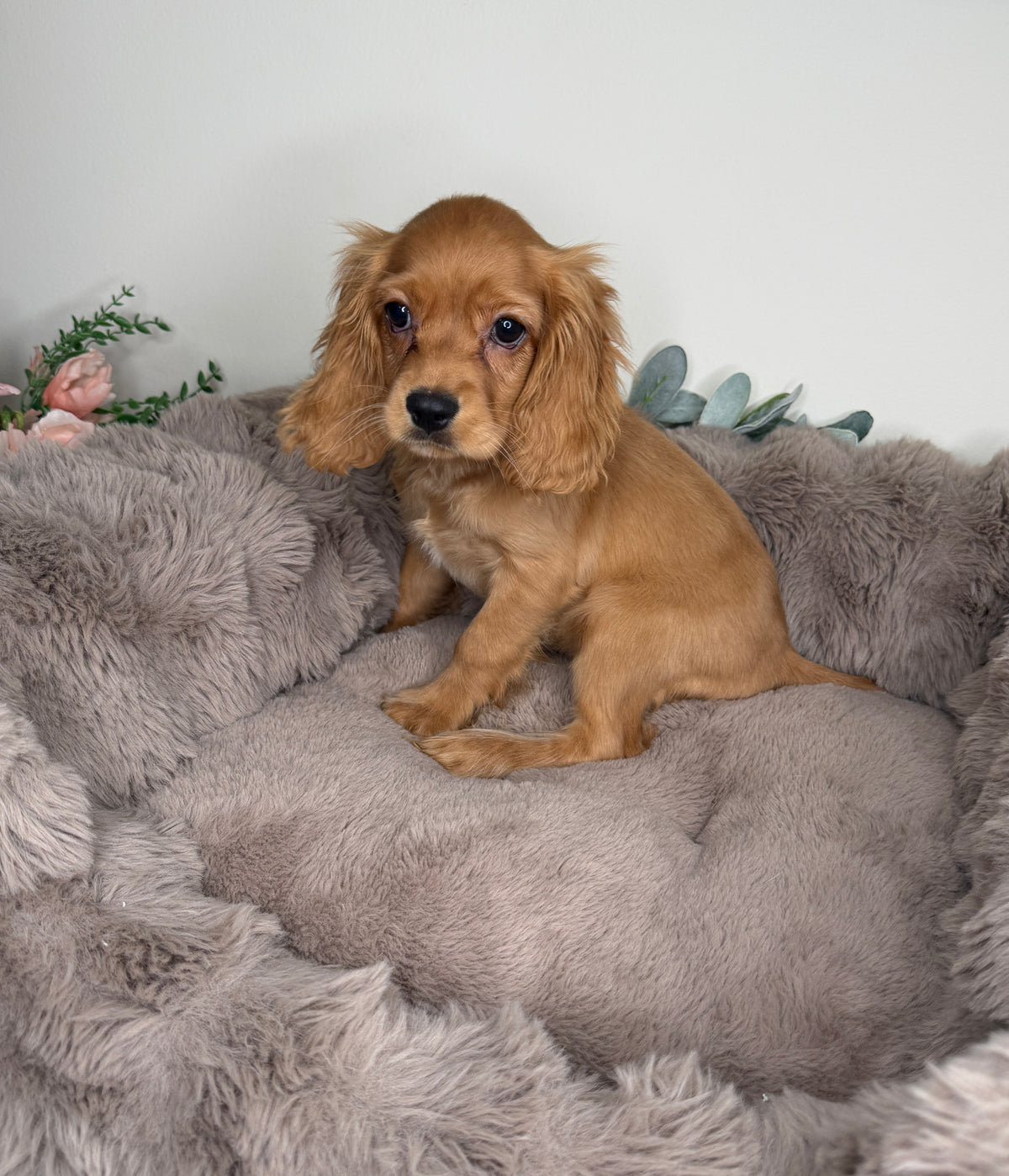 Meet Honey 🍯🤎 Female Cocker Spaniel