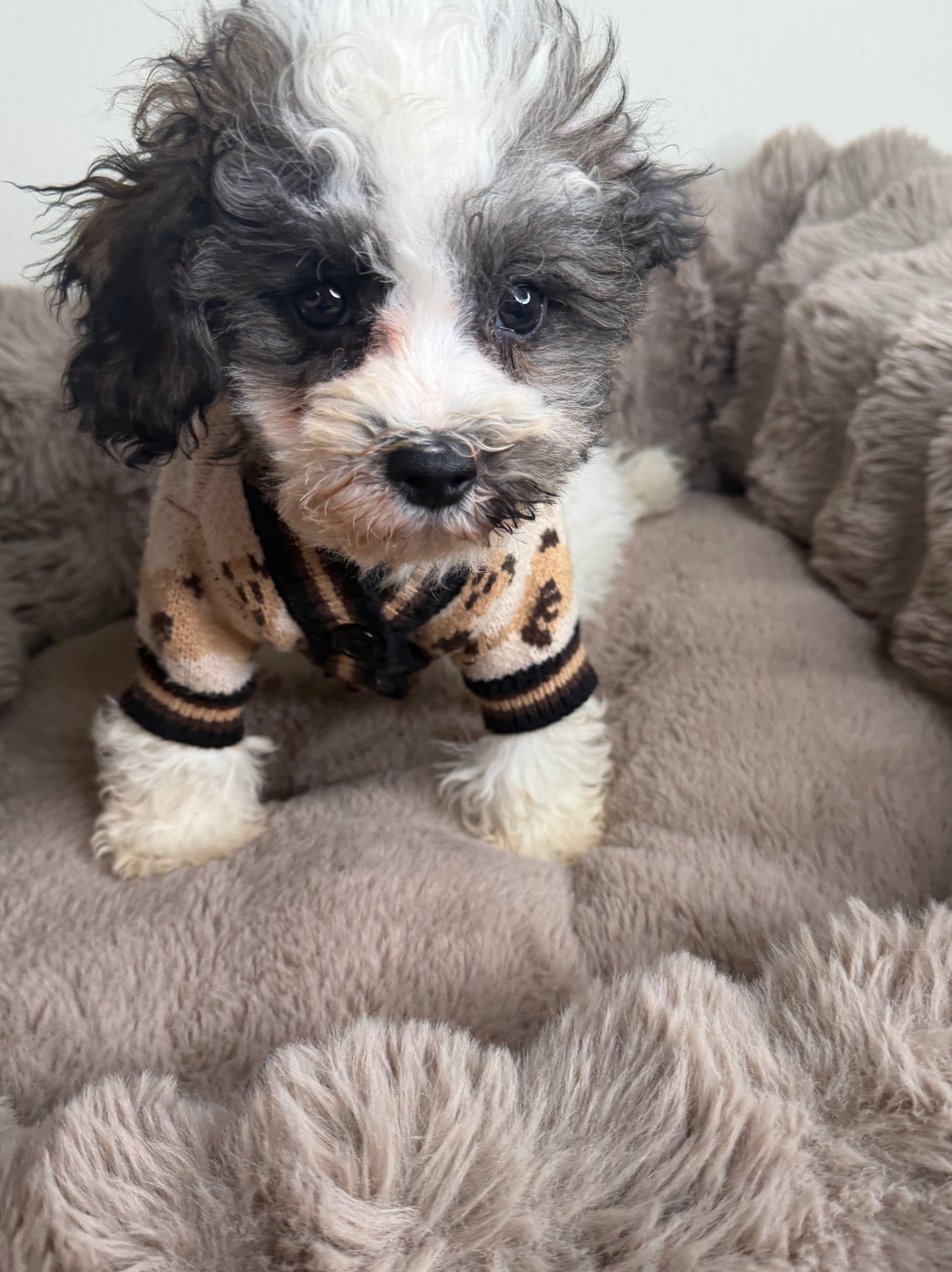 Phillip “Phil” 🐾 | Male Maltipoo