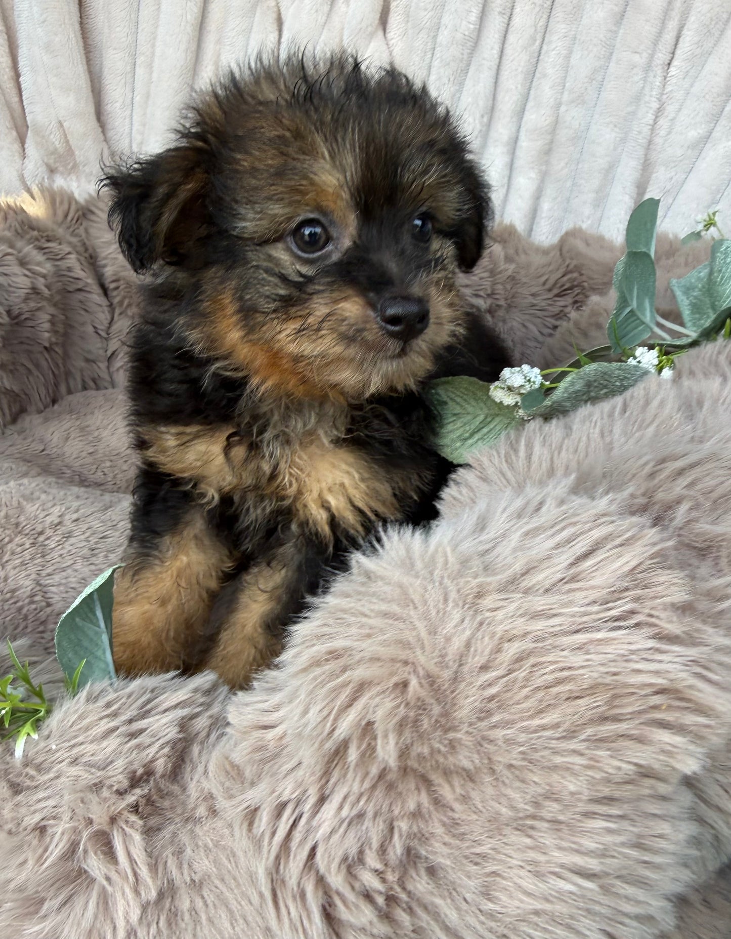 Phantom 🩶 | Male PomaPoo Puppy