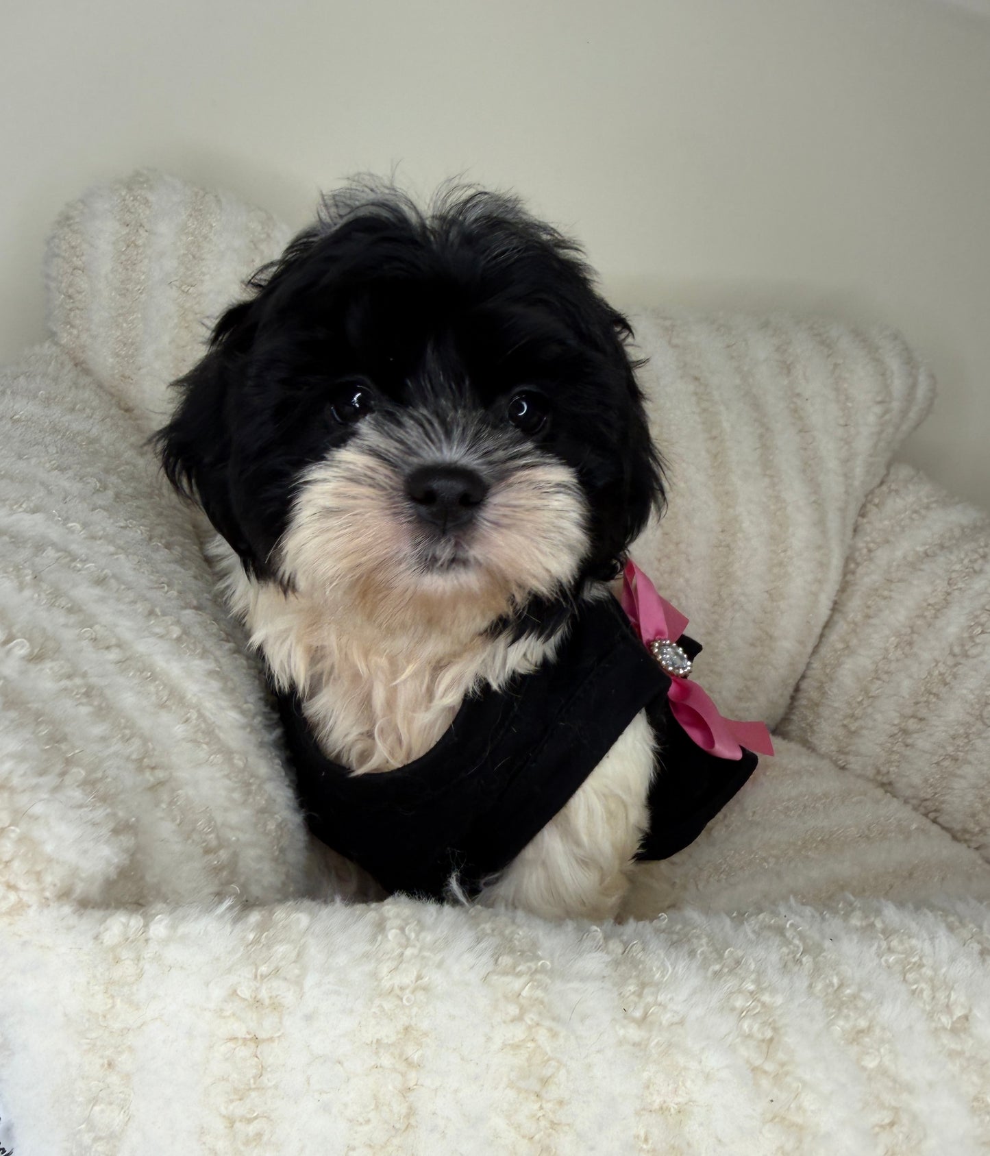Meet Boba Female Teddy Bear 🐼🎀